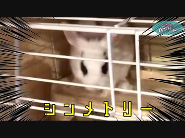 人気の かわいい うさぎ 動画 104本 ニコニコ動画