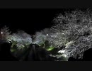 【2021桜ライトアップ】琵琶湖疏水の桜｜3/27満開の様子