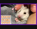 【癒し】手の中でおっとりとヒマワリの種を味わうハムスター【ふわたん】