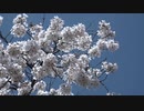 見沼代用水東縁の桜
