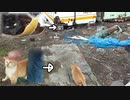 野良猫が立ち止まって何かを見ているので、その方向を見てみると・・・同じエリアの近所の子猫が母乳を飲んでいた