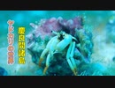 ナイトダイビング・ヤドカリの夜！