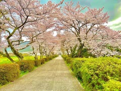 丹波の桜[ASMR]Сакура в Тамбе в Японии 2021 года: Синтоистский храм «Хёдзу-дзиндзя(兵主神社)»