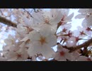 満開の桜20210401