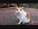 哲学の道で出会った人懐っこい猫が忘れられない