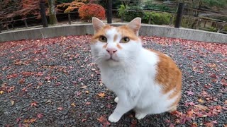 哲学の道で出会った人懐っこい猫が忘れられない