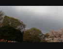 2021桜 Gopro8