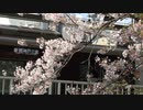 武庫之荘の桜