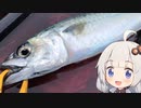 【VOICEROIDフィッシング】楽しいカヤックフィッシング #6 中深海サビキ
