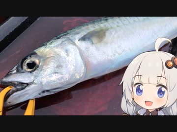 【VOICEROIDフィッシング】楽しいカヤックフィッシング #6 中深海サビキ