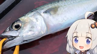 【VOICEROIDフィッシング】楽しいカヤックフィッシング #6 中深海サビキ