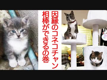 因縁のスーパーコネコチャン、麗しく成長して相棒を得る