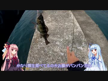 げんかい釣行記#01