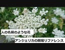 【スパイスを知ろう！】アンジェリカを知ろう！【part122】