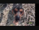 theHunter犬参戦