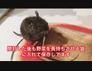 デグーに生の牧草！？をあげる I give Degu a raw pasture.