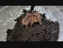 [静寂]タランチュラ飼育日記その１４０[ほぼサイレントヒル]