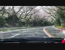 箱根ターンパイクの桜を見る動画
