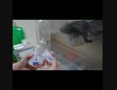 ペットボトルを片付けるだけの動画