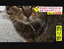 防波堤のネコの口に釣り針　なぜ「何度も起きている」
