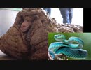３５キロの毛に覆われた羊／人間を毒を持てるように進化できる？