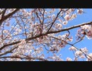 満開の桜20210402