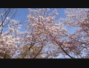 風に揺れる桜