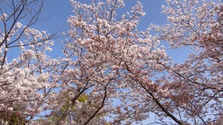 風に揺れる桜