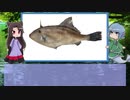 【ゆっくり解説】わかさぎ姫が教える魚　#27匹目　～馬面剥～