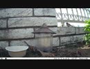トレイルカメラで雀撮ってみた　20210402