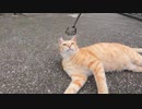 噂の水道水を飲む野良猫に遊んでもらいました