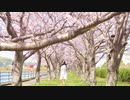 【七星茉莉】春に一番近い街 踊ってみた【3歳！】