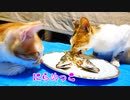 野良猫（今は保護猫）が魚を嫌いな理由「食べるには食べるけど…」