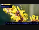 【スパイスを知ろう！】ウィッチヘーゼルを知ろう！【part123】