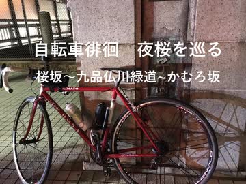 自転車で徘徊する　夜桜巡り
