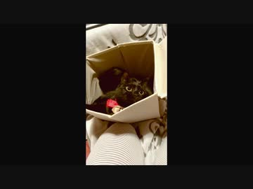 ぬこ神様ノリノリで降臨
