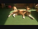 子猫4匹　生後1ヶ月半