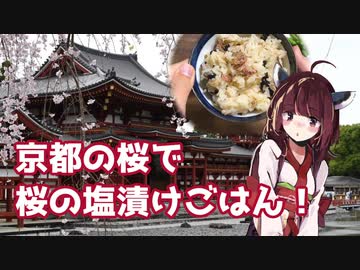 【思い切って野草を食べてみよう】#10 京都の桜で「桜の塩漬けごはん」！