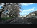 【車載動画】国道1号線BP（沼津市東維路～原）の桜を見る【沼津】