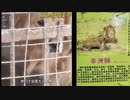 犬をライオンと偽って展示した中国の動物園