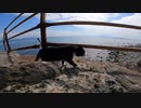 猫島のハチワレ猫とパトロールに同行した