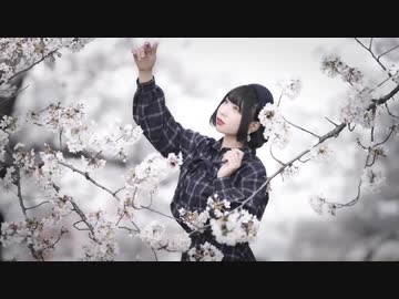 【一年ぶり】　ハルイチ　【桜が散る前に】