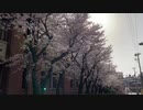 Cherry blossoms dance