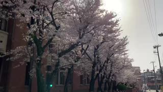 Cherry blossoms dance