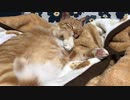 お腹が柔らかい猫
