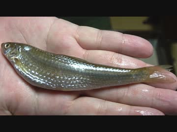 ホンモロコで呑む【長火鉢とおっさん202】