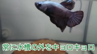 人気の アクアリウム ベタ 動画 176本 4 ニコニコ動画