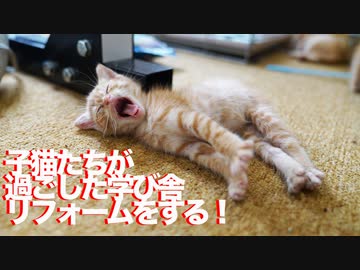 預かり猫たちの隔離部屋、新・猫部屋にリフォームをする