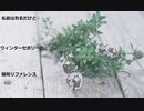 【スパイスを知ろう！】ウィンターセボリーを知ろう！【part124】