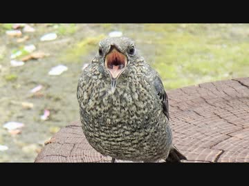 ある日の散歩中に出会ったやたらと距離感が近いトリ